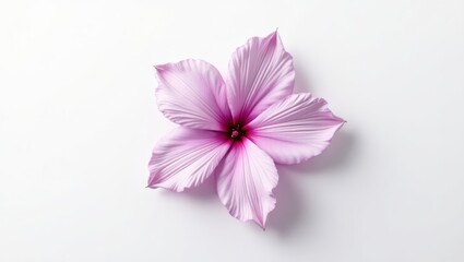 Obraz premium Delicate, pastel-colored flower against a plain background.