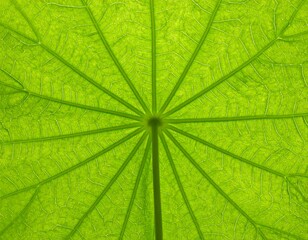 Obraz premium Close-up of a vibrant green leaf's intricate veins