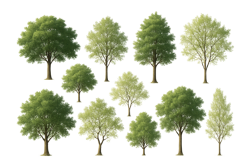 A collection of various types of lush green trees with detailed foliage on transparent background.
