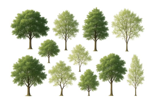 A collection of various types of lush green trees with detailed foliage on transparent background. - Powered by Adobe