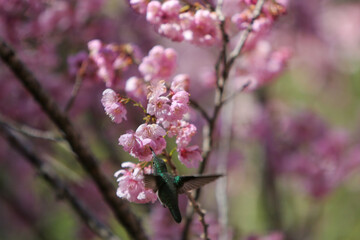 Fototapeta premium Abelha e Beija Flor pegando néctar das flores da cerejeira no Parque das Cerejeiras em Campos do Jordão