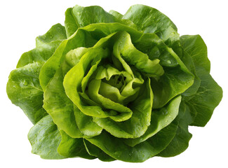 Close-up of a vibrant green lettuce head, showing delicate, curled leaves