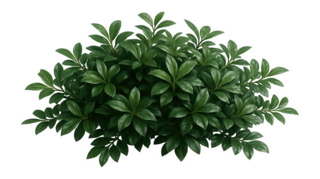 Dense cluster of lush green leaves with smooth, glossy surfaces, arranged symmetrically on transparent background.