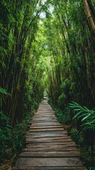 Obraz premium Lush bamboo forest path