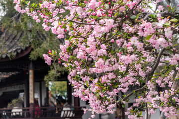 Ornamental crabapple tree blooming. Pink chinese apple blossoms and traditional pavilion. Chinese garden in Spring. China