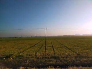 Rice field in the morning