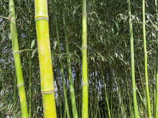 Fototapeta premium Bamboo Forest, bamboo trees stem background closeup, Chinese garden. China