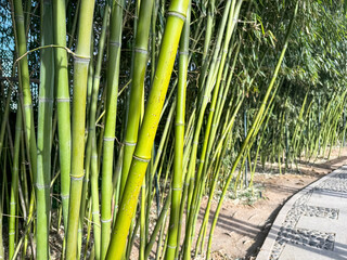 Fototapeta premium Bamboo Forest, bamboo trees background closeup, Chinese garden. China