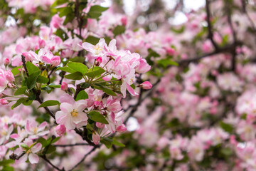 Chinese crabapple blossoms closeup view. Ornamental apple tree  flowers and fresh green leaves. Spring in China