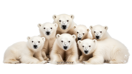 Group of polar bears sitting together in relaxed poses transparent background PNG isolated on white background