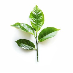 Fototapeta premium Fresh green leaves on a stem against white background