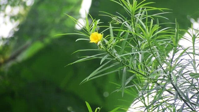 Yellow Oleander Flowers With blurred background. Video footage of reviews of medicinal plants .