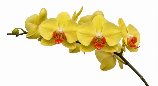 orquidea phalaenopsis