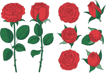 Red rose flower collection, hand drawn botanical roses, blooming rose buds and leaves, detailed floral vector illustration, garden elegance