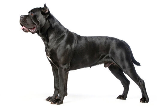 A strong, sleek black Cane Corso standing tall with a confident grin, exuding loyalty and power, set against a white background