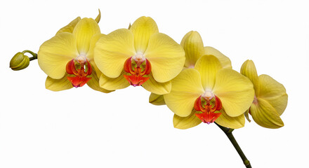 orquidea phalaenopsis