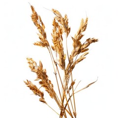 Dried grass stalks, light brown,  against white