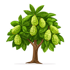 Breadfruit tree isolated White background 