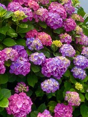 Hortensias en fleurs dans un jardin d&rsquo;&eacute;t&eacute; / Blooming Hydrangeas in a Summer Garden

