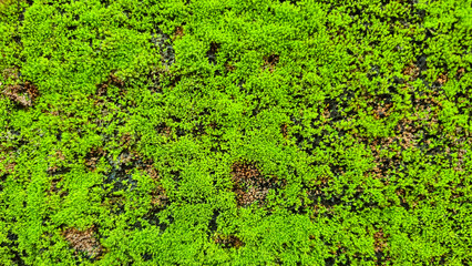 Green moss on grunge texture, Green moss on old wall background. Long web banner