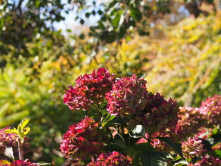 Obraz premium Close-up of pink Hydrangea macrophylla 'Europa' in bloom, glowing in soft sunlight with a colorful garden background, perfect for floral and botanical themes
