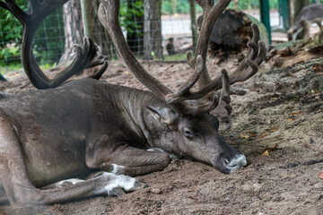 Deer lies relaxed on the meadow