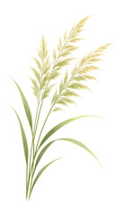 Fototapeta premium Delicate green pampas grass with feathery plumes and long leaves displayed on transparent background.