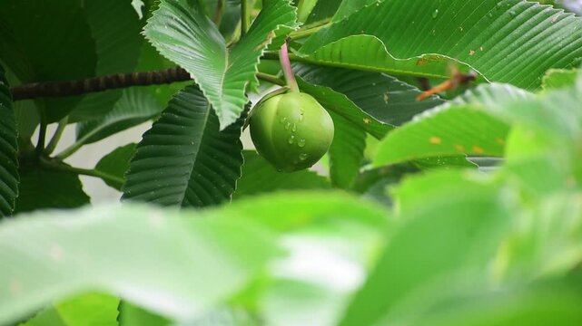 A green fruit known as Chalta or elephant apple, hanging from a branch of a tree. Dillenia indica green tree leaves.
