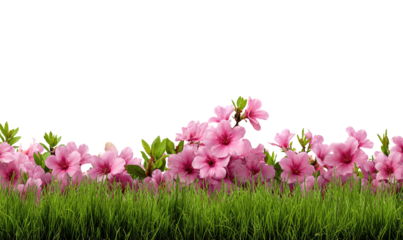 Pink blossoms in a grassy border.  A horizontal image showing a row of pink flowers,  with  a green grass foreground.  Soft lighting and focus on the blossoms