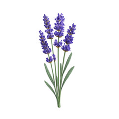 Fototapeta premium Fresh Lavender Flowers