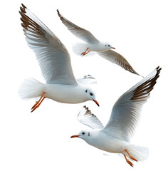 Fototapeta premium Three seagulls in flight, wings outstretched, dynamic pose