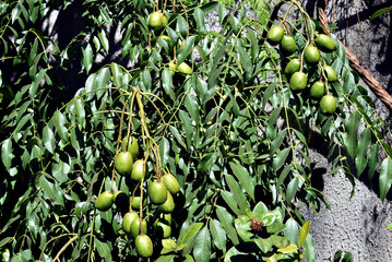 caja mango fruit tasty green leaf with white stripes beautiful garden plant image