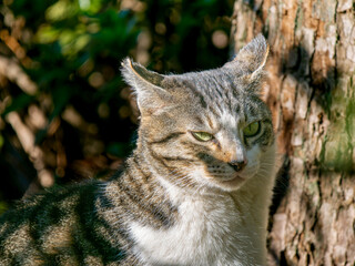 野良猫のアップ