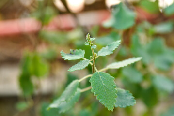 Myrrh is a medicinal plant of the species Commiphora myrrha, also known as Arabic myrrh. image