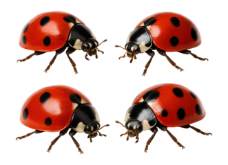 Four red ladybugs with black spots and six legs are facing each other symmetrically on transparent background.