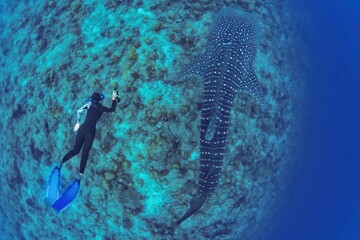 Whale shark (Rhincodon typus) and free diver over the shallow reefs of South Ari atoll (Maldives islands)