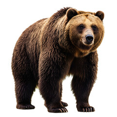 Fototapeta premium Standing Brown Bear Against Black Backdrop Isolated Wildlife Portraiture