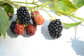 Ripe blackberries on a vine on white background