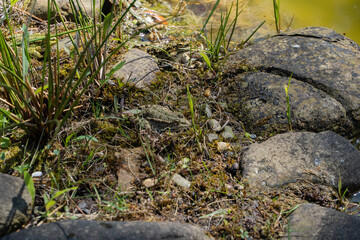 Frog sits on rock near shallow pond with sparse vegetation. Area is flooded with sunlight, highlighting greenery and texture of rocks.