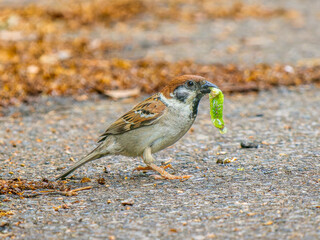 虫を咥えるスズメ