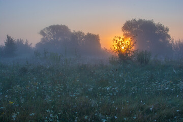 morning fog in the forest