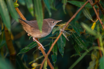 Savi's Warbler Locustella luscinioides 