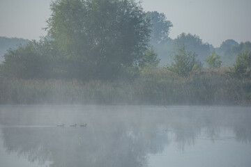 fog on the lake