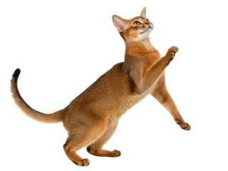 Playful abyssinian cat stands on its hind legs, showcasing its agility and curiosity in lively pose