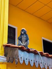 A small Dusky Leaf Monkey with long, black fur and a spiky grey hairdo sits calmly on a wooden roof ledge against a bright yellow building, looking forward.
