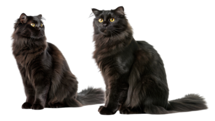 Elegant black cats with long fur and striking yellow eyes curl up in cozy setting, showcasing their playful and curious nature