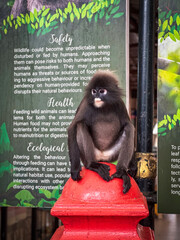 A dusky leaf monkey is sitting on a vibrant red object, with a large informational sign about wildlife safety and health in the blurred background.