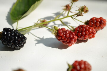 Ripe blackberries on a vine on white background