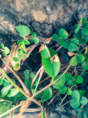 green leaves on the ground