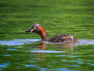 池を泳ぐカイツブリ